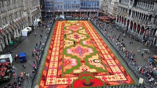 اكبر سجادة زهور بالعالم في بروكسل Flowers world's biggest carpet in Brussels