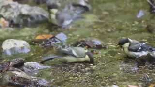 シジュウカラの水浴び Japanese tit bathing