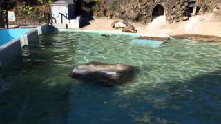 かみね動物園 フンボルトペンギンの泳ぎ