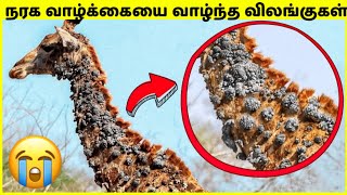 மறுஜென்மம் எடுத்த விலங்குகள் | Animals That Survived Impossible | TAMIL AMAZING FACTS | Animals