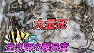 購入したドジョウが死にまくってしまう💦生き餌の管理が大変すぎる！熱帯魚の餌事情！『ダトニオ』『アクアリウム』