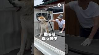 換毛期の秋田犬さん｜PECO #秋田犬 #大型犬 #愛犬家 #秋田犬がいる暮らし #akitainu #dog #doglover #akitainulife