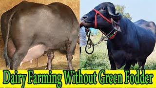 बिना हरे चारे के डेरी फार्मिंग जाफराबादी से शरू करें या मुर्रा  Dairy Farming without Green Fodder