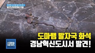 [서경방송R] 완벽한 도마뱀 발자국 화석, 혁신도시서 발견