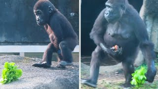 金剛Iriki與兒子Ringo的覓食The foraging of gorilla Iriki and her son Ringo