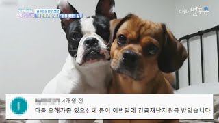 400만 조회수 천재견 뭉이 레전드 댓글 모음집  #뭉땡뭉땡 , KBS방송