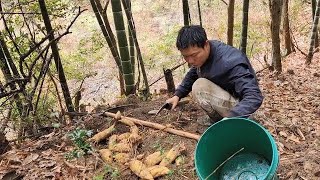 这种竹林笋真多,一进山就看到好多裂缝,没挖多久就下大雨了可惜了【山村大雄】