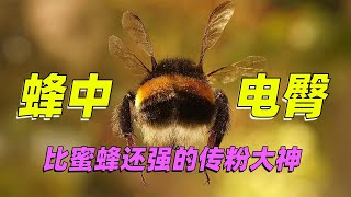 【熊蜂】比蜜蜂还高效的采花大神全靠电臀?可爱就要被欺负吗!The cutest bee, what is bumblebees different