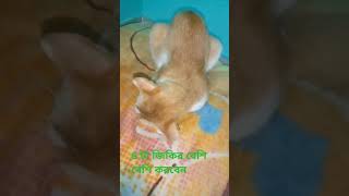 ৪ টা জিকির বেশি বেশি করবেন #islamictvbangla #cat #sallallahualihiwasallam #fashiontrends