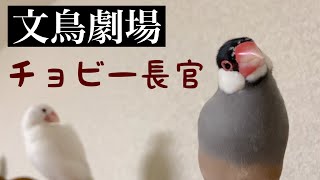 【爆笑】文鳥劇場　チョビー長官　#213