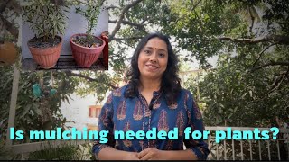 ಬೇಸಿಗೆಯಲ್ಲಿ ನಿಮ್ಮ ಗಿಡಕ್ಕೆ ಮಲ್ಚಿಂಗ್ ಮಾಡಿ! Help your plants with Mulching!