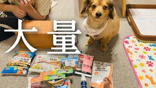 【インターペット2023】ワニを食らう犬