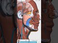 Visual Anatomy 3D - Facts about the Masseter muscle (superficial part)