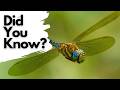 Things you need to know about DRAGONFLIES!