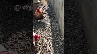 にわとりの行進　Marching roosters #ニワトリ #backyardchickens #youtubeshorts #ペット