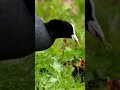 eurasian coot bird feeding her baby viral shorts trending 🔥🔥