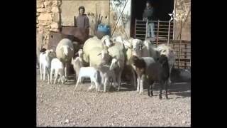 sheep farm in bangladesh (হালাল এগ্রো )