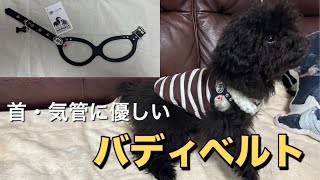 【子犬 ハーネス】お散歩デビューに首・気管に優しいハーネス！バディーベルトを買いに行く！