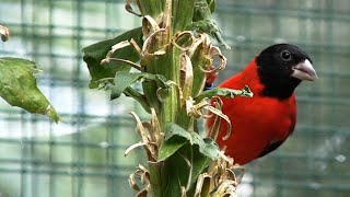 #Vogelzucht.Zeisige bei Günter Eichele.Schwarzzeisig,Kapuzenzeisig,Yarellzeisig,Schwarzbrustzeisig.