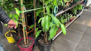 Michelia Alba Champaca for sale in an asian grocery store