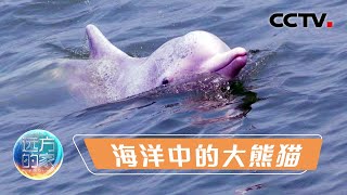 你见过粉红色的海豚吗？快来三娘湾邂逅“海洋中的大熊猫” 解锁中华白海豚变色的秘密 20220818 |《远方的家》CCTV中文国际