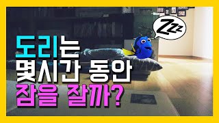 #블루탱 도리는 밤에 잠을 몇시간동안 잘까요[찰나의 궁금한 이야기]