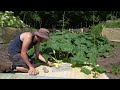 growing giant pumpkins 2022 episode 8 pollination plant maintenance pumpkin set up