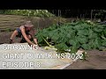 Growing Giant Pumpkins 2022 Episode 8 - Pollination, Plant Maintenance, Pumpkin Set-Up