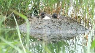 小鸊鷉B叫聲 Little Grebe