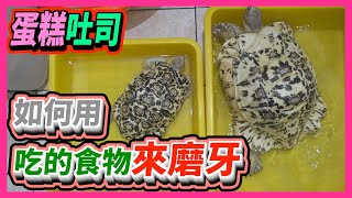 【豹龜】東非肯亞豹紋陸龜日常生活238~蛋糕吐司 如何用食物磨牙~