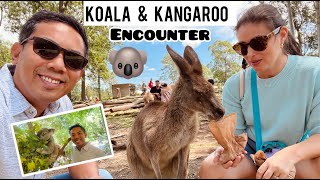 Koala and Kangaroo Encounter in Australia