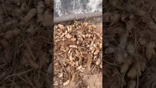 ഇതാണ് മക്കളേ മണ്ണിനടിയിലെ സ്വർണ്ണം😲👌 #village #hack #process #arrowroot