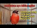 burung mantenan gunung gacor nembak panjang cocok buat pancingan mantenan lain ikut gacor