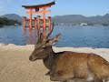 【広島】厳島神社　itsukushima shrine hiroshima 日本おすすめ観光スポット