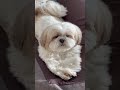 【シーズー犬 はに丸】あなたはだんだん眠くなーるw shorts you get sleepy.