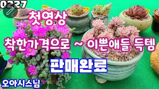 24년02월27일 (판매완료) #오아시스님 #첫영상 #세트구성 무조건 만원 득템!