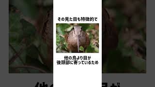 アメリカヤマシギに関する雑学。#雑学 #shorts