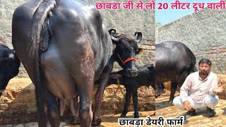 👍छाबड़ा जी से लो 20 लीटर दूध वाली भैंस। 4 भैंसे बिकाऊ दूध 12 से 20 लीटर। 4 Buffalo For Sale