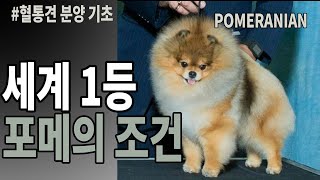 포메라니안 혈통견 어떤 기준으로 비싸지는가? | 전세계 랭킹1등 포메 | 강아지분양전문가 | 포메라니안분양