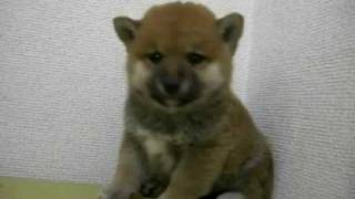 2009年11月5日生まれの柴犬①