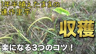 【自然農】連作里芋の収穫！ちょっと楽になる3つのコツ！