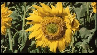 соняшник (Love Theme from Sunflower) (1970)