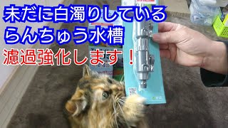 らんちゅう水槽 2213サブフィルター増設