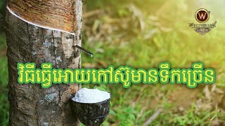 វិធីធ្វើអោយកៅស៊ូចេញជ័របានច្រើន# Ep 77 Tell: 010977126 - 0717977126 - 012984422