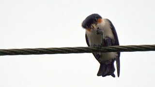 Philippine Falconet - Eating