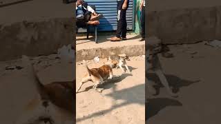 dog vs cat dog aur cat ki ladai कुत्ता और बिल्ली की लड़ाई