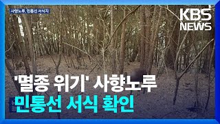 멸종 위기 사향노루, 민통선 내 고정 서식지 확인 / KBS  2024.06.18.