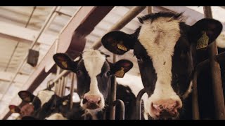 3D sensor supports fully automated milking system