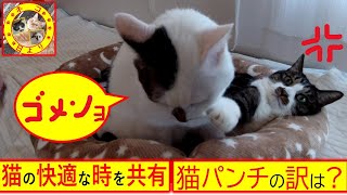 35　睡眠前のルーティン【猫の楽しい時間】なかよし保護猫の兄弟♂12歳がねむりにつくまでの毎日いつもの行動です#ねこ#猫動画#猫遊び