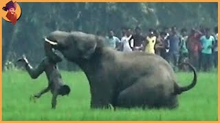 15 Unbelievable Elephant Attacks & Interactions Caught On Camera!